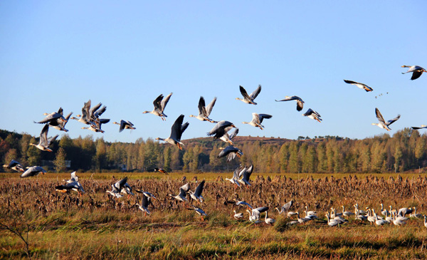 40,000 migratory birds spend winter in SW China