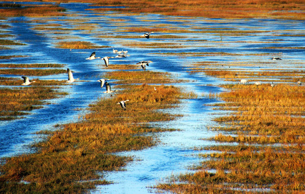 40,000 migratory birds spend winter in SW China