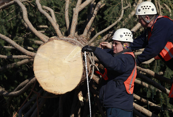 US Capitol Christmas tree installed