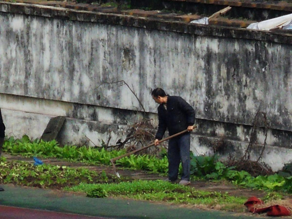 Historic stadium becomes vegetable plot