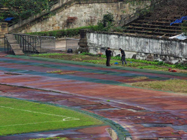 Historic stadium becomes vegetable plot