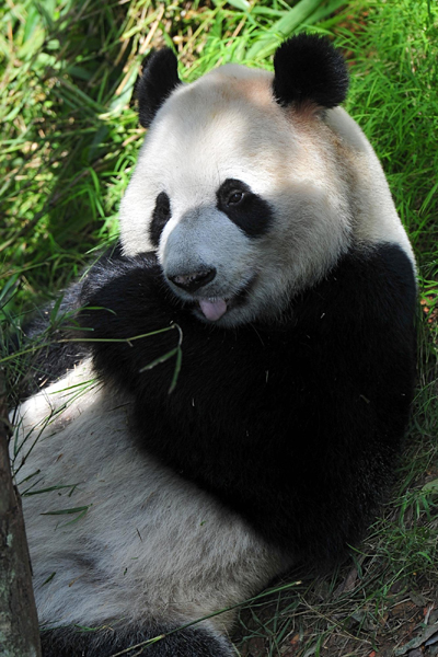 2 giant pandas debut in Singapore