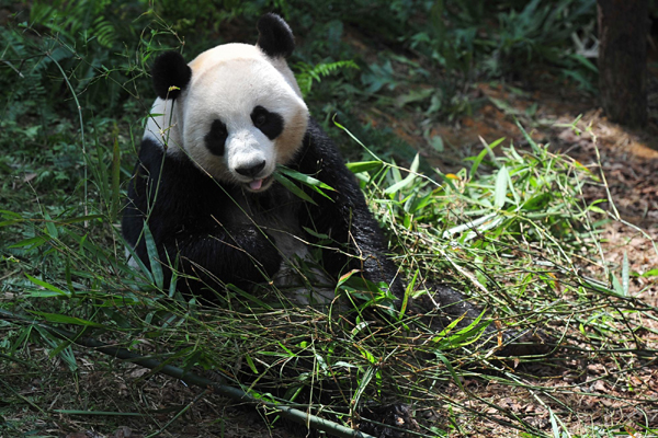 2 giant pandas debut in Singapore