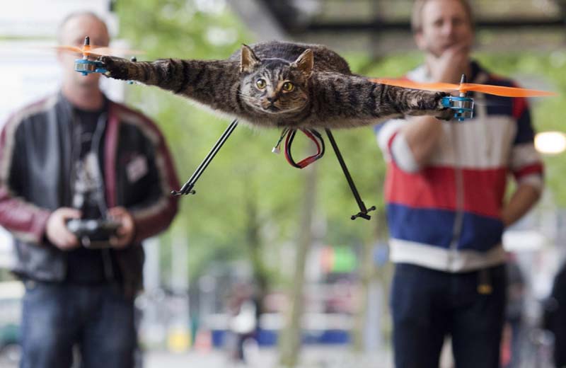 Reuters images of the year 2012 - Festival