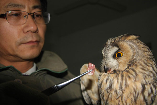 Helping birds in transit