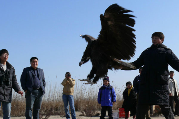 Helping birds in transit