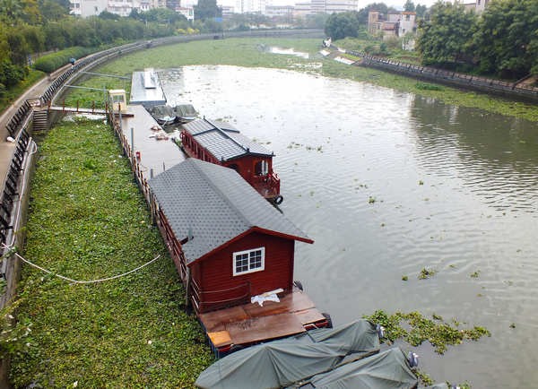 Water hyacinth clogs Zhujiang River in S China