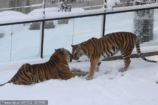 Siberian tigers frolic in snow in E China