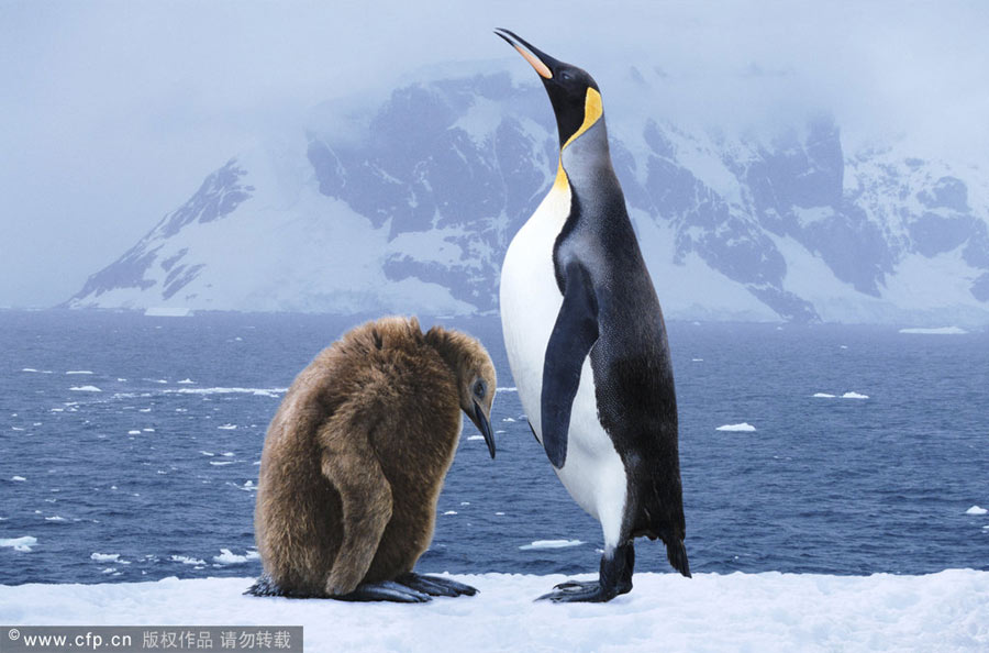 Magic of mothers and cubs