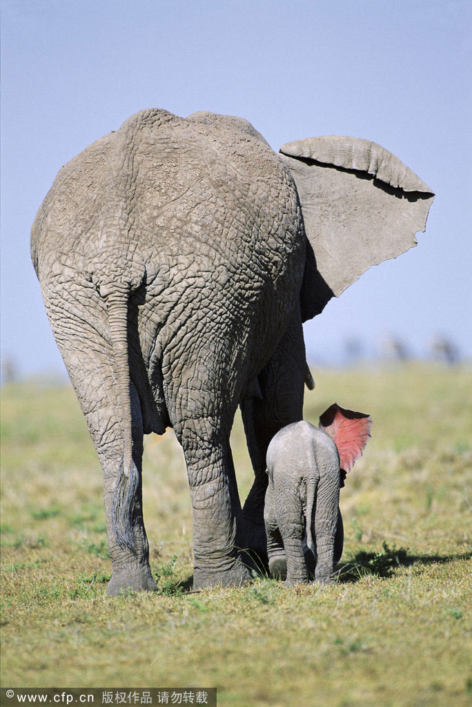 Magic of mothers and cubs