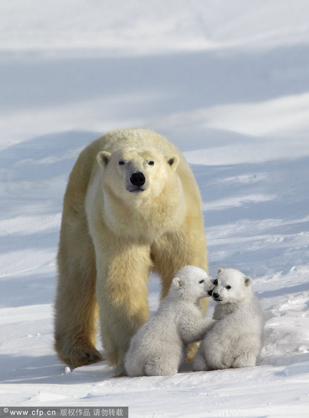 Magic of mothers and cubs