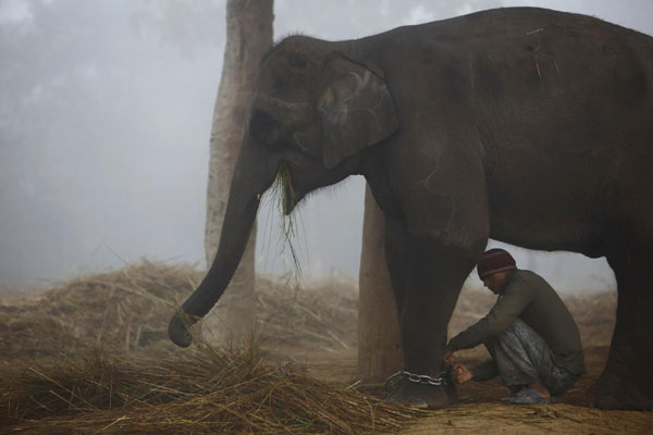 Elephants prepare for race in Nepal