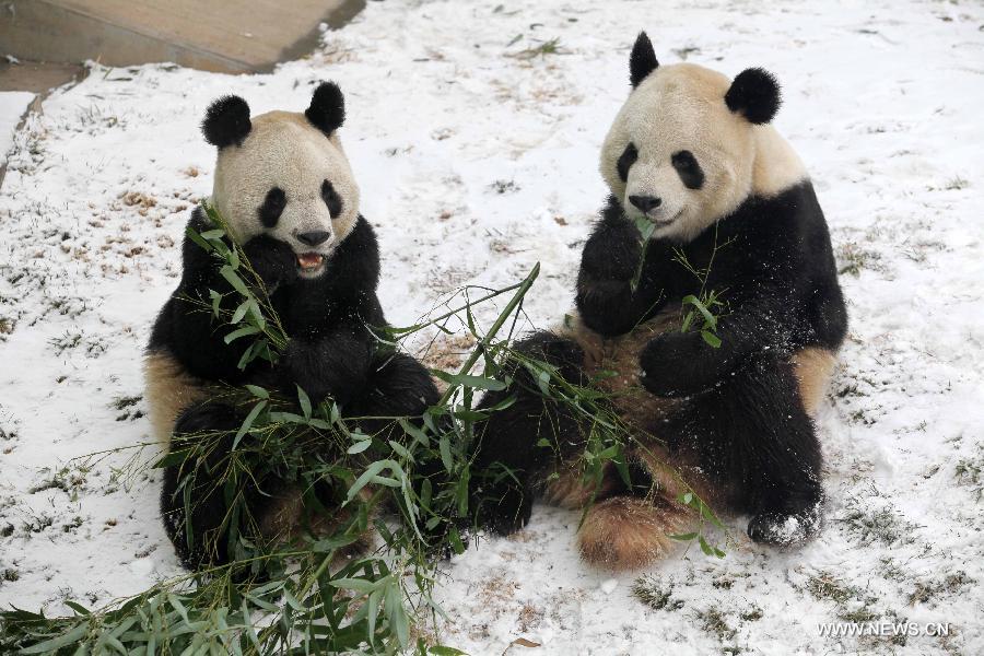 Snow brings joy to pandas