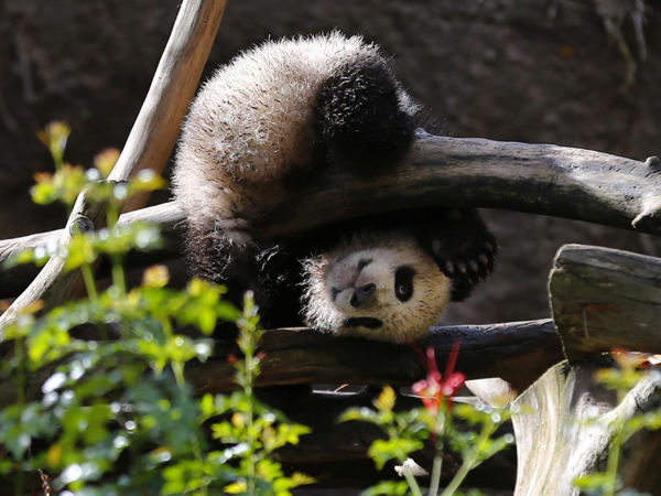 Panda cub makes public debut at San Diego Zoo