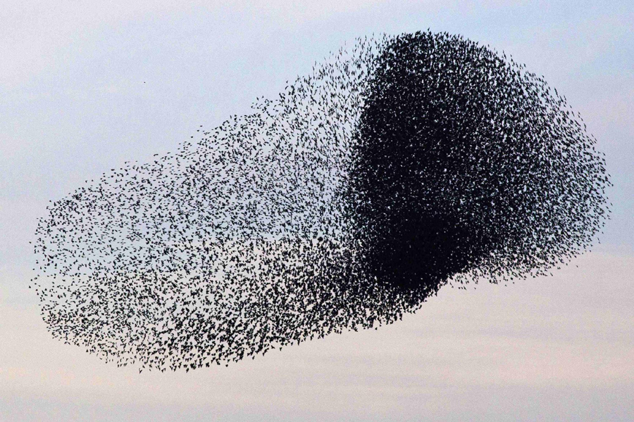 Flock of starlings fly over Israel