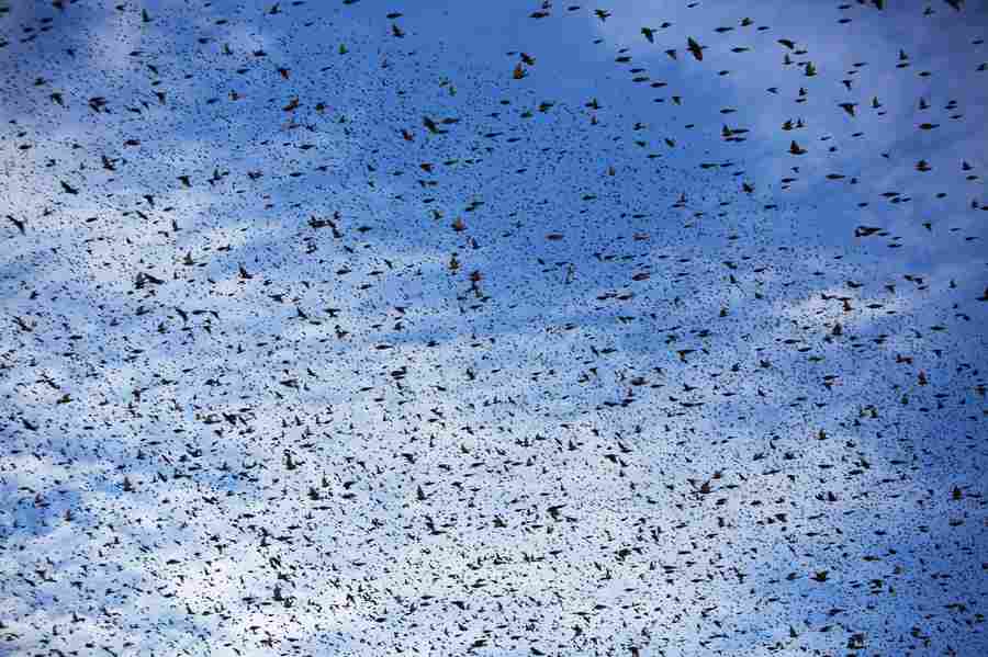 Flock of starlings fly over Israel