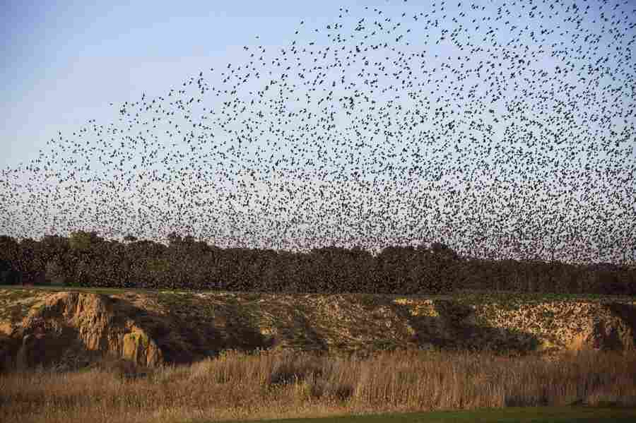 Flock of starlings fly over Israel