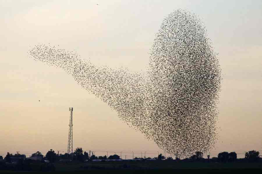 Flock of starlings fly over Israel