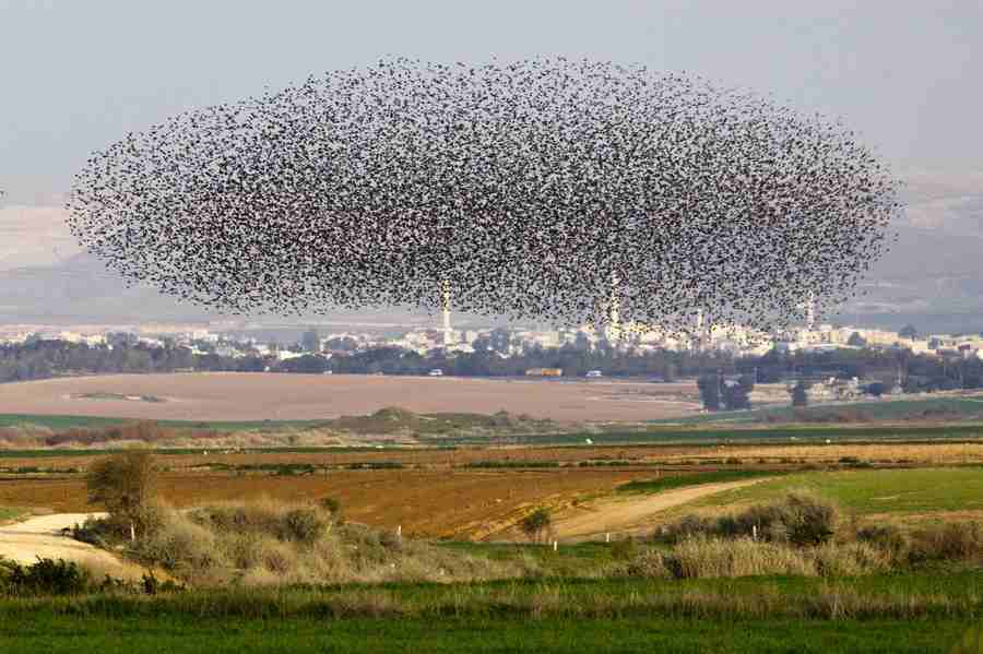 Flock of starlings fly over Israel