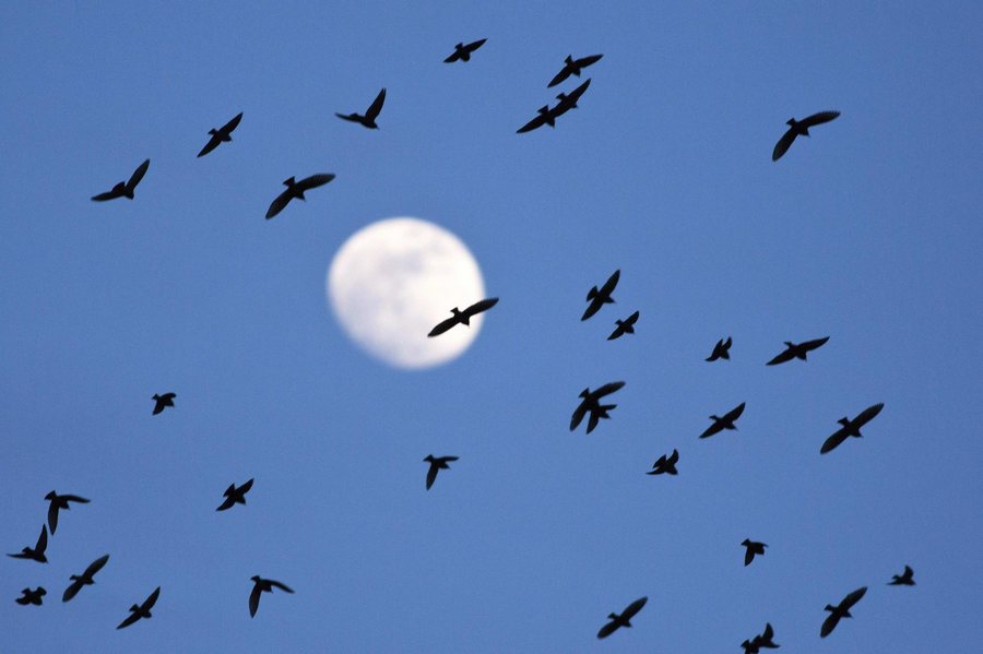 Flock of starlings fly over Israel