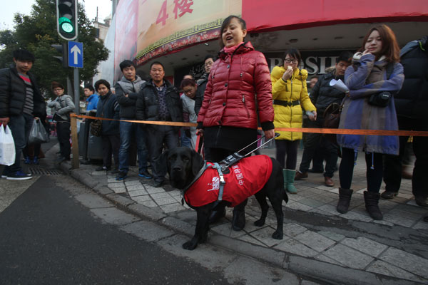 Guide dogs leading the way