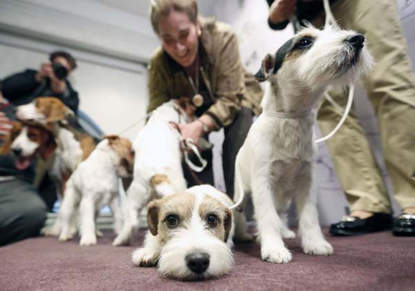 Annual dog show in New York