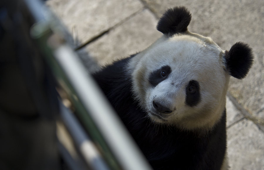 Panda attends survival training course