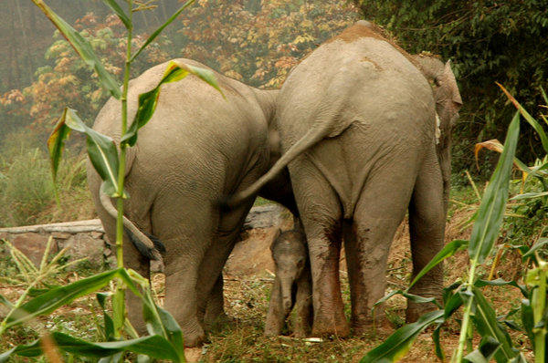 The new neighbors: bunch of wild elephants