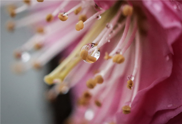 Flower buds bathing in rain