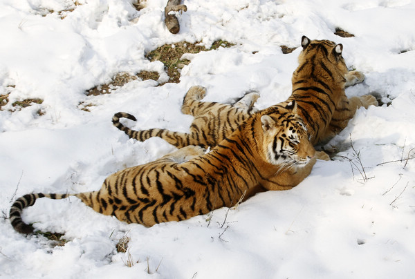 Siberian tigers play in snow in E China