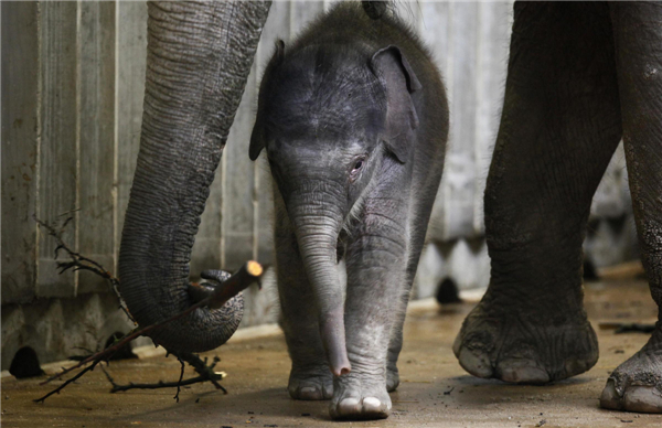 Newborn elephant calf at Prague Zoo