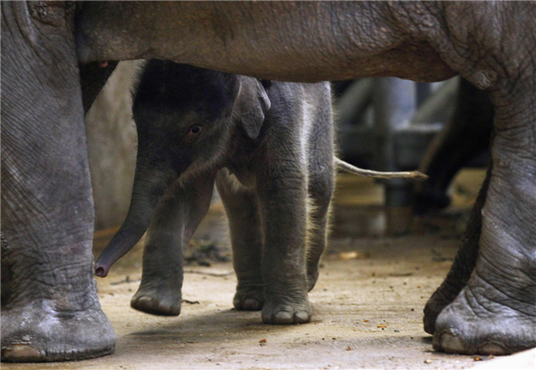 Newborn elephant calf at Prague Zoo