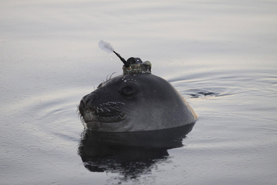 Elephant seals help collect ocean's data