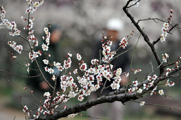 Spring blossom comes to East China