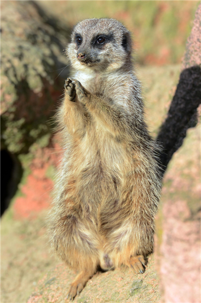 Animals enjoy sunshine in German zoo