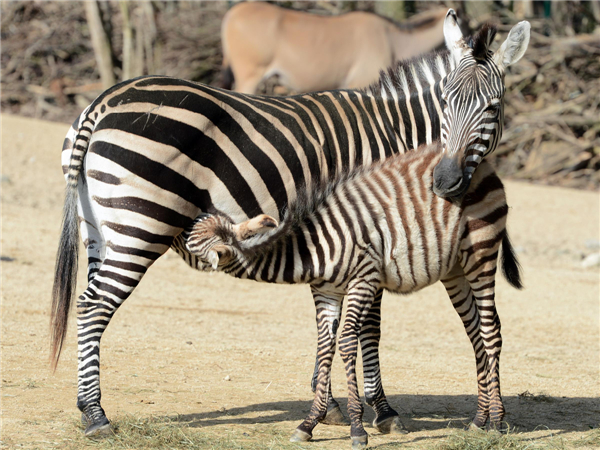 Animals enjoy sunshine in German zoo