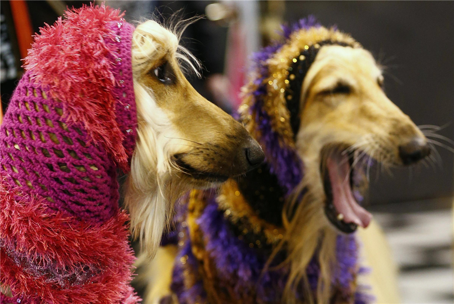 Crufts Dog Show kicks off