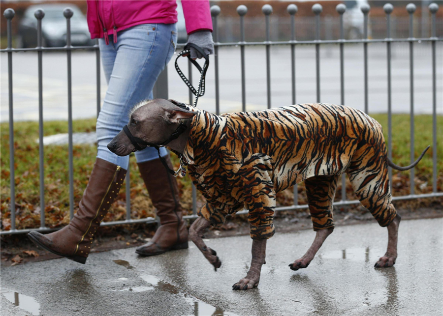 Crufts Dog Show kicks off