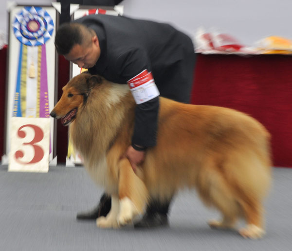 Canines work the catwalk in Nanning