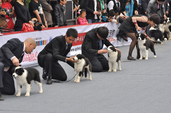 Canines work the catwalk in Nanning