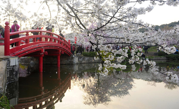 Cherry blossoms still in bloom