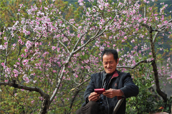 Peach flowers blossom in C China