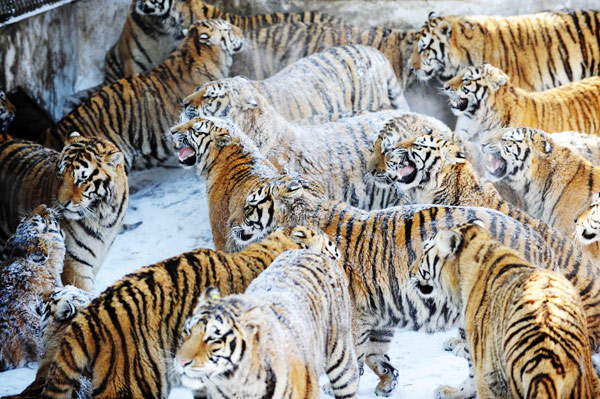 100 Siberian tigers could be born in biggest base