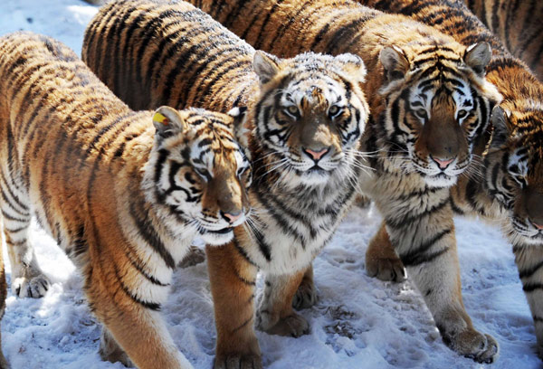 100 Siberian tigers could be born in biggest base