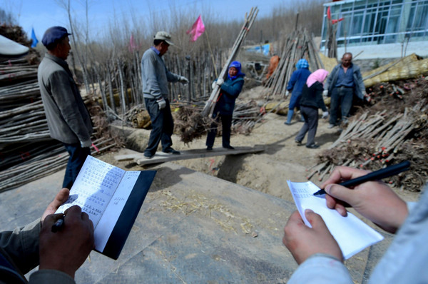 Harvest time for nursery stock in NW China