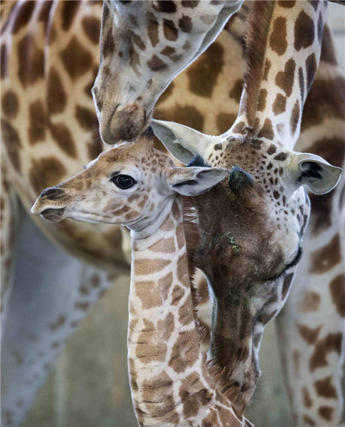 Baby giraffe named to honour shooting victims