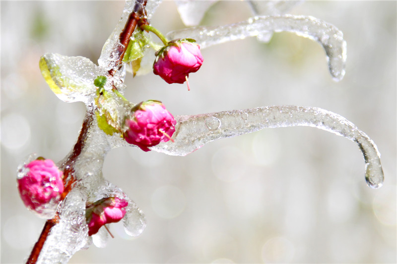 Spring cold front turns Xinjiang into icicles