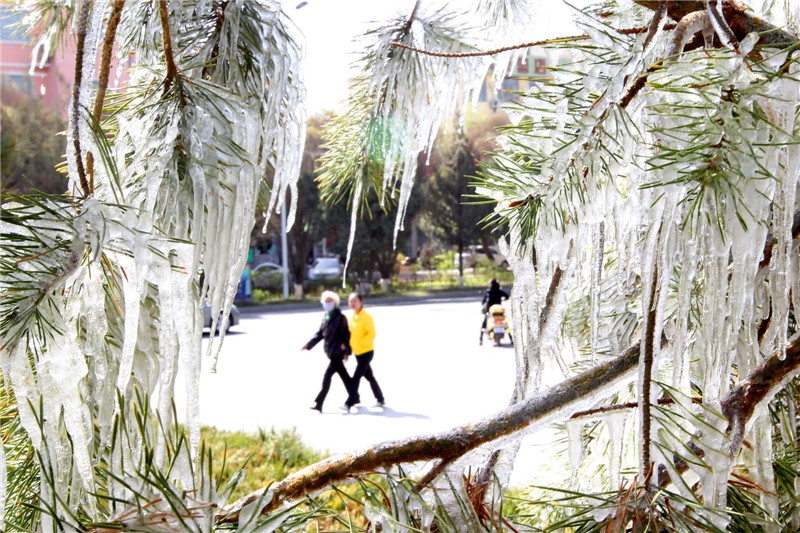 Spring cold front turns Xinjiang into icicles