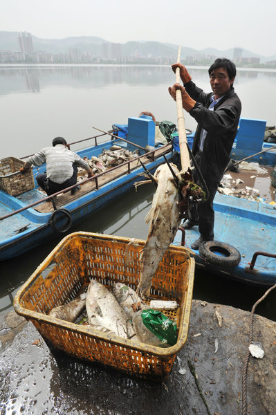 Dead fish as another animal mystery strikes