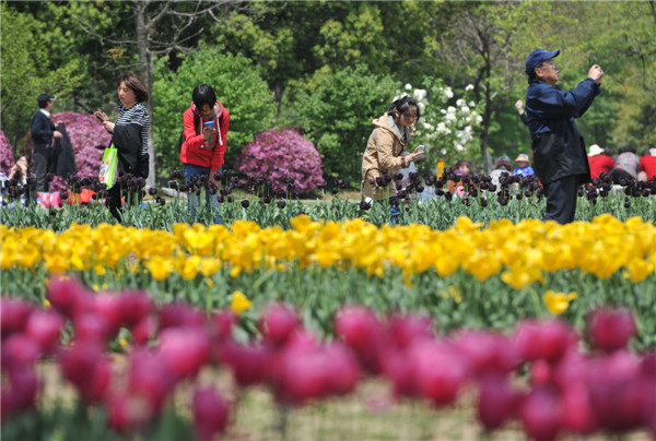 Flowers in bloom